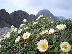 八ヶ岳の山並み