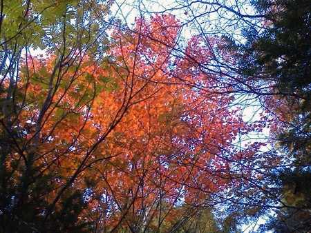 紅葉