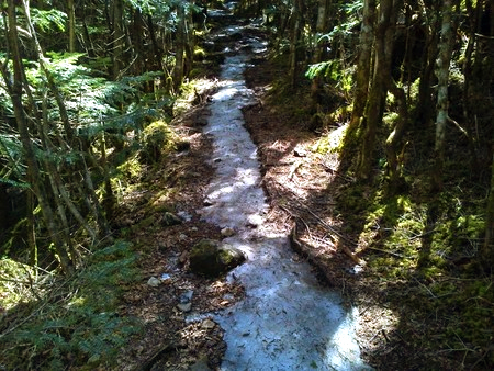 春の登山道(登山口付近)