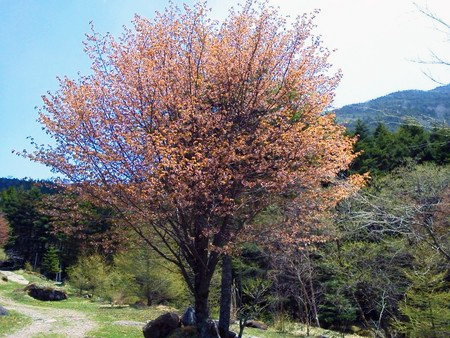桜の開花(登山口)