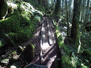夏の登山道
