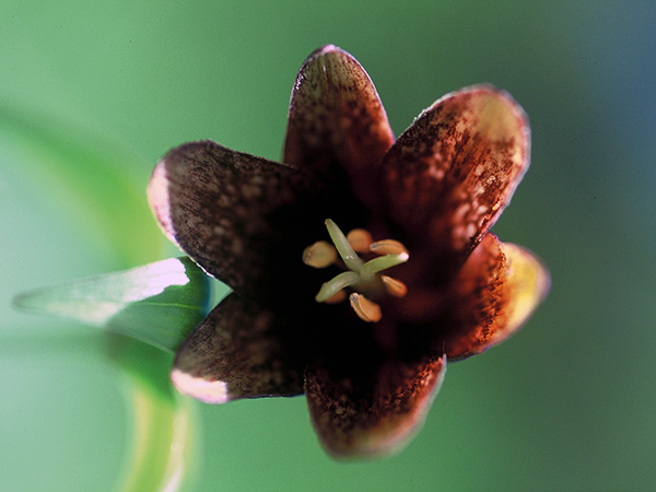 クロユリ